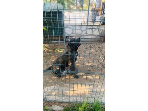 Corsotürk den garantili safkan cane corso yavrular
