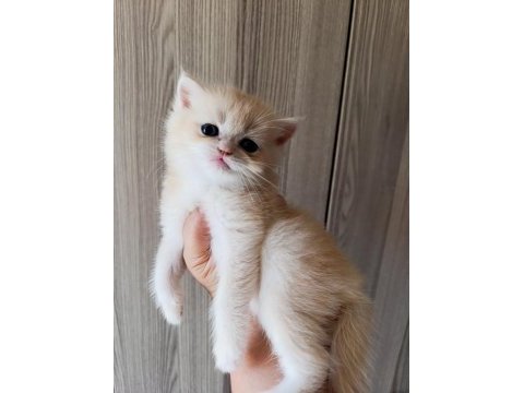 Lilac golden erkek yavru british shorthair