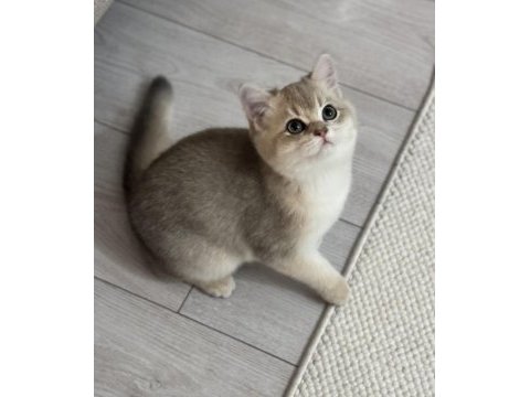 British shorthair kedisi