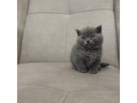 Minik british shorthair bebelerimiz