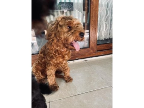Sevimli toy poodle