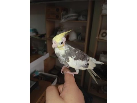 50 günlük yavru yeme düşmüş sultan papağanı