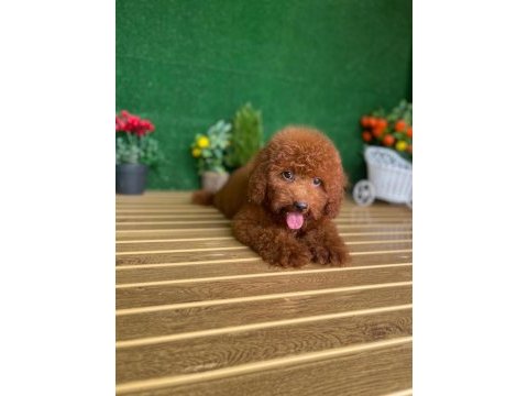 Toy poodle bebekleri referans yavru