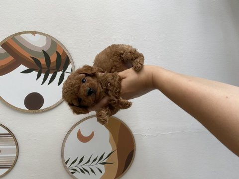 Toy poodle erkek yavru