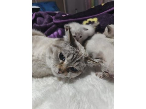 1 buçuk yaşında erkek british shorthair