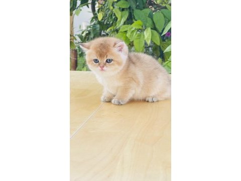 Tip kürk şahane british shorthair prenses