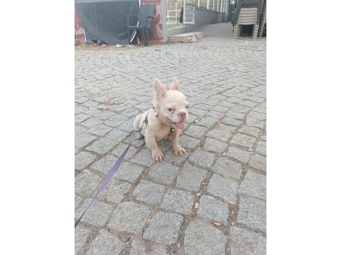 French bulldog 4 aylık
