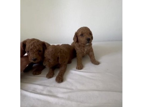 Kore toy poodle ruhsatlı bayiden