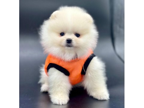 Safkan pomeranian boo bebekler