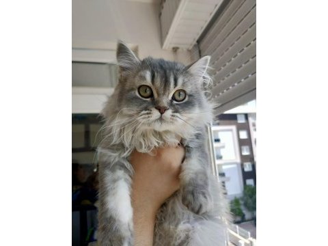 Sevgi dolu british longhair yavrumuz yeni evini arıyor