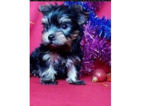 Yorkshire terrier yavrularımız