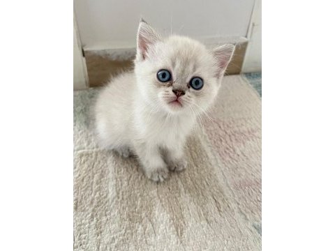 British shorthair blue point 45 günlük