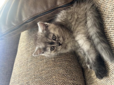 British shorthair kedisi