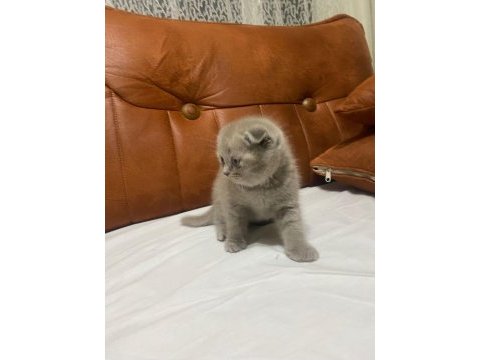 Scottish fold kedimiz yeni ailesine gitmeye hazır