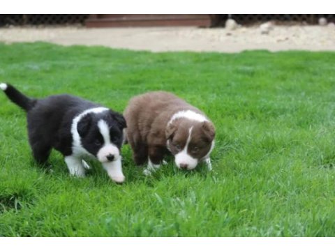 Mükemmel border collie yavrular