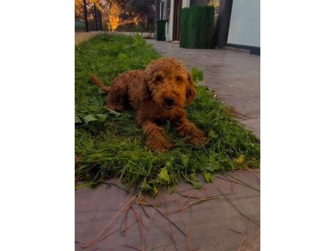 Yetişkin poodle