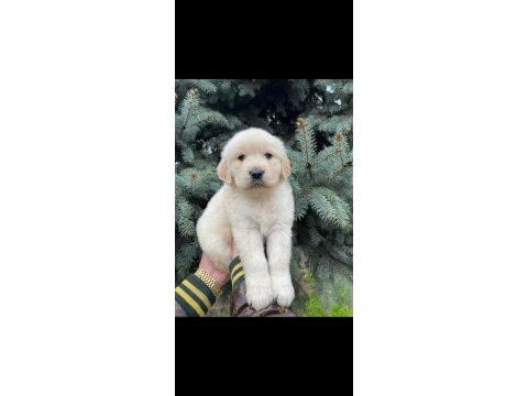 Baby face golden bebekler