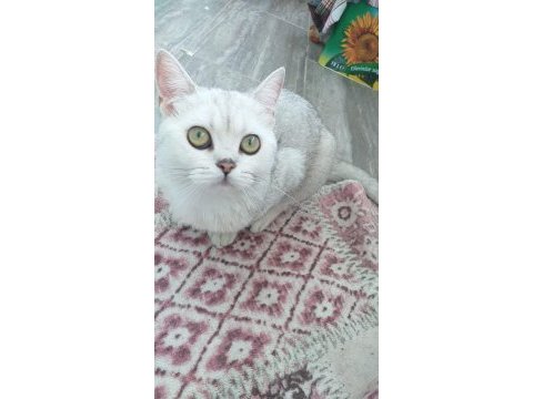 British shorthair kızımıza yeni yuva arıyoruz