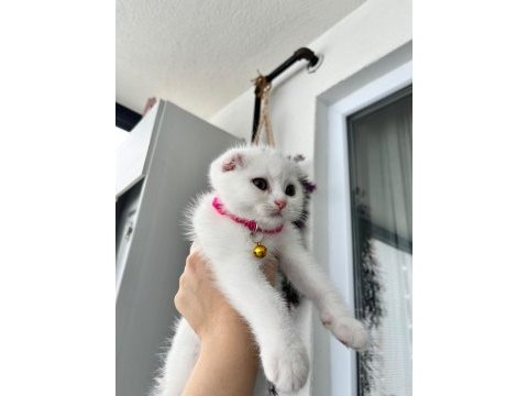3 aylık dişi scottish fold beyaz