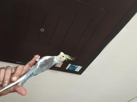 6 aylık erkek sultan papağanı