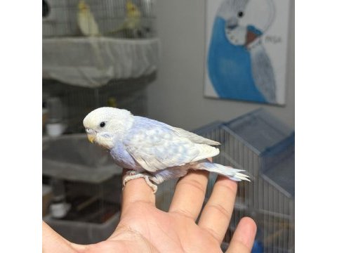 Ele alıştırmalık bebek muhabbet kuşları