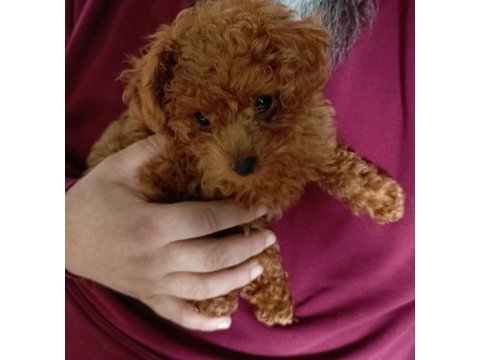 Teacup poodle