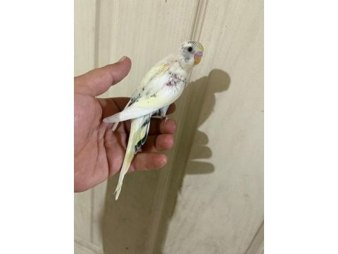 34 günlük kusursuz bebek muhabbet kuşu