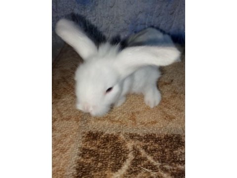 Teddy lop tavşanı yavrular mavi goz