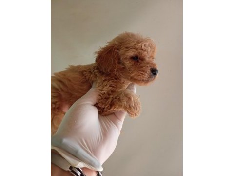 Irk ve sağlık garanti maltipoo yavrularım