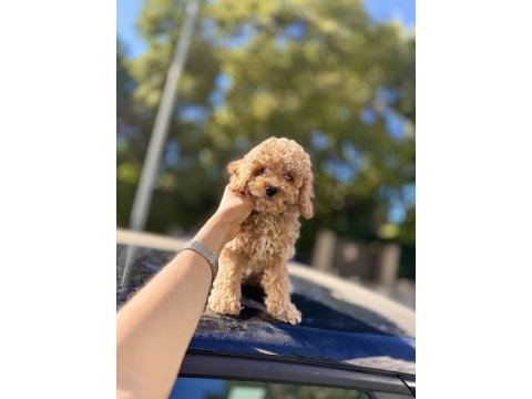 Lokum dişi 3 aylık wc eğitimli maltipoo