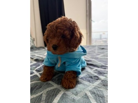 3 aylık poodle oğlum en fazla 3 kg olacak