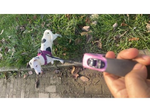 Ücretsiz jack russell tuvalet eğitimi var