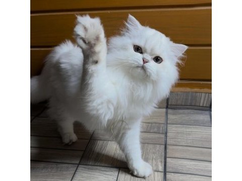 Muhteşem yakışıklı british longhair paşamız