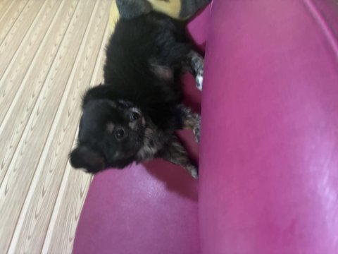 Chihuahua köpeği