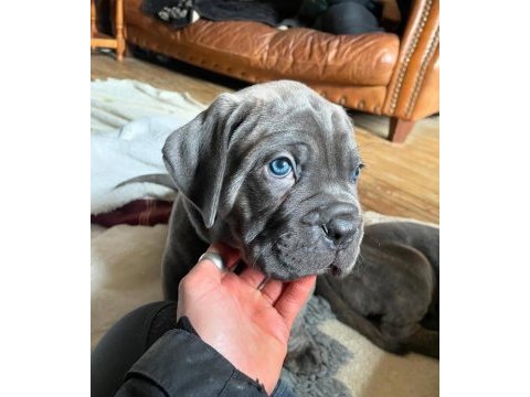 Cane corso yavrular türkiyenin heryerine kapıda ödemeli