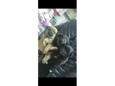 Pinscher yavrular ırk garantili yavrular