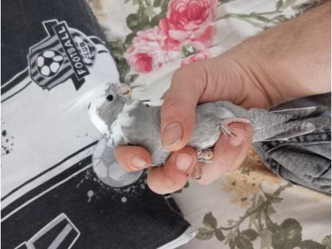30 günlük sultan papağanı yavrular ve anaçlar