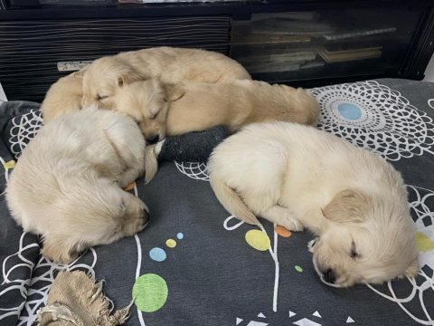 Safkan golden retriever yavruları