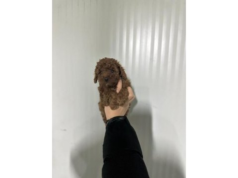 Kore kan red brown toy poodle
