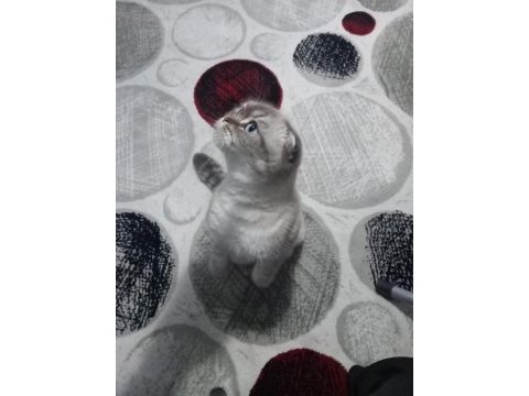1 yaşında eğitimli scottish fold prenses