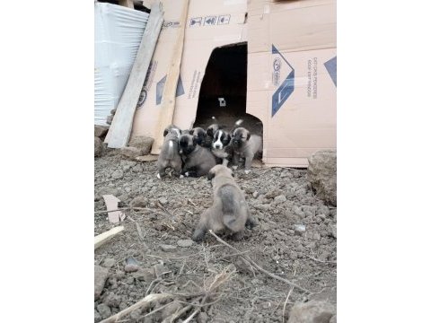 Yedi tombiş yavru yuvasını arıyor