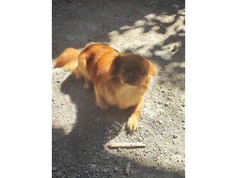 9 aylık dişi pekinez