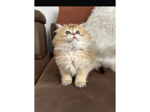 British longhair golden bebeklerim dişi erkek