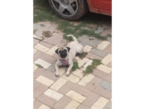 Pug 1 yaşında sevecen