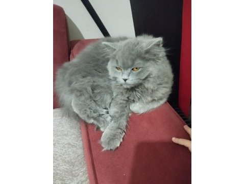 British longhair kızıma yuva arıyorum