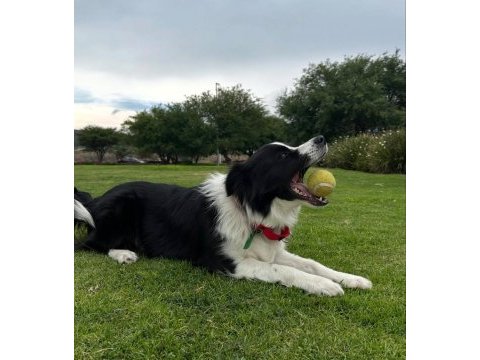 Evinizin neşesi border collie her yere kapıda ödeme