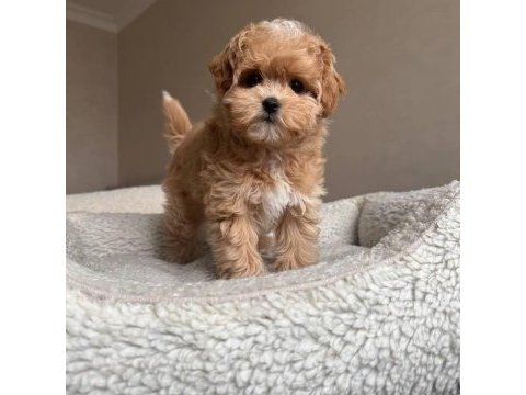 Kore maltipoo yavrular özel olmak isteyenlere özel