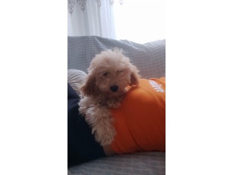 Poodle yuvam olmak istermisin