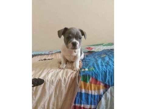 Fransız bulldog köpeğimiz