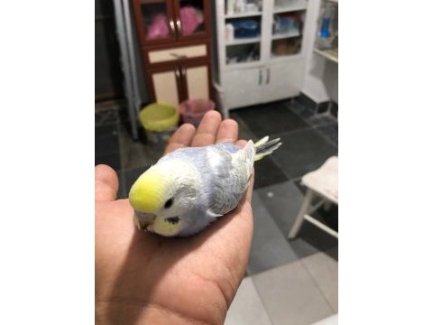 Mor rainbow muhabbet kuşu yavrular